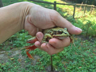 Hand gently holding wild frog in rural pasture location in Washington State.