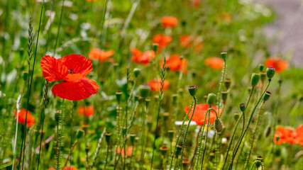 Fototapeta premium Red poppies in the meadow. Summer wildflowers