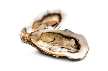 Oysters isolated on white background