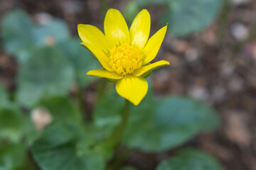 花, 自然, 花, 緑, 白, マクロ, 青, ピンク, 美しさ, 美しい, 咲く