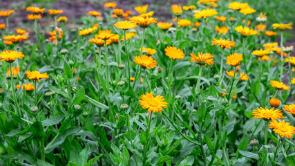 Calendula flowers in the garden, calendula flowering, calendula - a medicinal plant