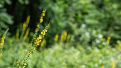 Yellow wild flowers in the forest on the lawn