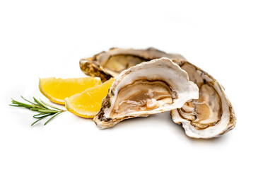 Oysters isolated on white background