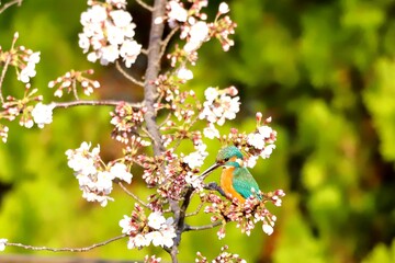 桜とカワセミ