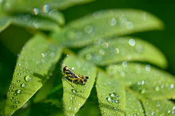 バッタ　雨の雫