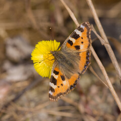 butterfly on a flower
