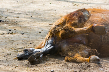 Fototapeta premium Birth of a two-humped Bactrian camel baby