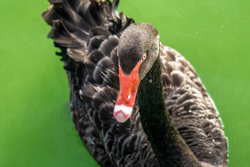 black and white swan