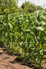 Naklejka premium Sun lights over a green corn field growing, detail of green corn on agricultural field.