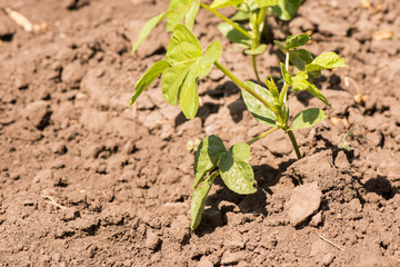 mung bean in the agricultural garden. mash grows