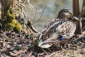 A duck is sitting on the shore near the pond.