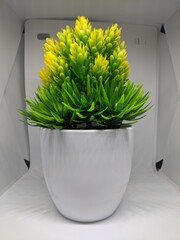 plant in a flowerpot