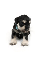 miniature schnauzer puppy 3 weeks old isolated on white 