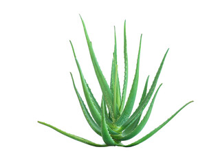 green aloe vera leaves isolated on white