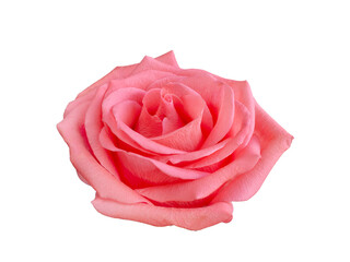 Fresh beautiful pink rose isolated on white