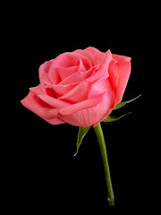 Pink rose isolated on a black background