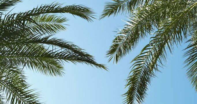 Palm leaves on blue sky in sun, sway in light wind. Rest under date palm trees branches. Vacation, travel to warm tropical country. Green natural floral background. Carefree days in summer holiday