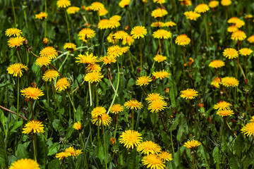 Obraz premium Bright yellow dandelions grow on a green meadow