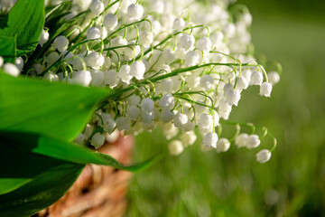 Lilies of the valley with leaves in a meadow close-up. White natural bell. Fragrant spring beautiful forest flower. May blooming plant. Spring time. Mother day. Woman international day. Greeting card