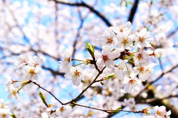 近くで見る桜と空