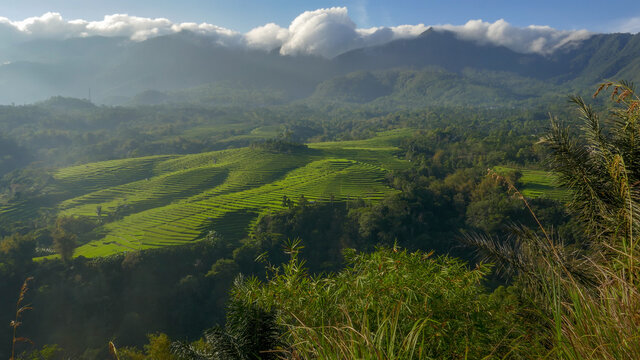 Early morning panorama on beautiful terraced rice fields from Golo Curu hill near Ruteng, Manggarai regency, Flores island, East Nusa Tenggara, Indonesia