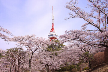 宇都宮市　八幡山公園の満開の桜と宇都宮タワー