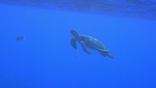 wonderful hawksbill turtle flows in the blue sea over colorful corals