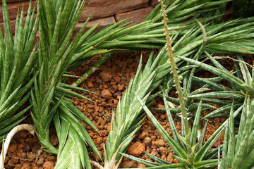 Green Cactus Plant or Call Sansevieria Francisii (Snake Plant). Nature Green Tropical Plant backdrop and beautiful detail 