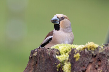 The hawfinch is a passerine bird in the finch family Fringillidae