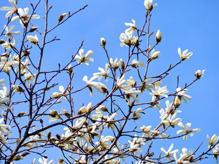 3月に咲いた白木蓮