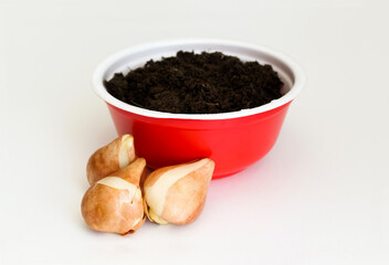 Tulip bulbs for planting on the window.