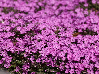 花の絨毯のようなシバザクラ