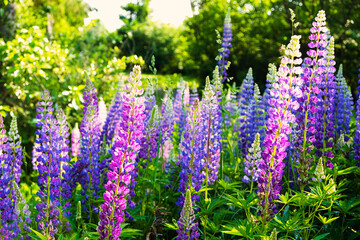 A field of blooming lupine flowers. Purple summer flowers, blurred background.