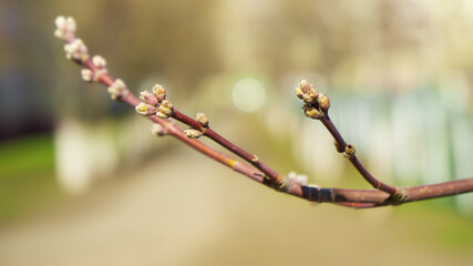 a tree branch blooms in spring