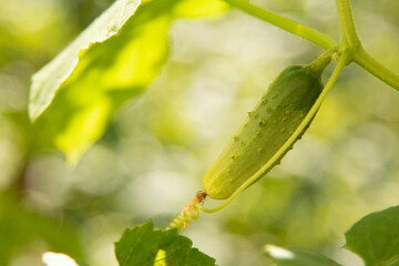 green cucumber on bush in garden close up