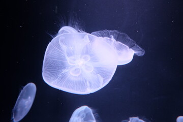 jelly fish