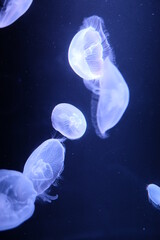 jelly fish