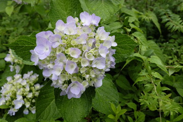 lilac flowers