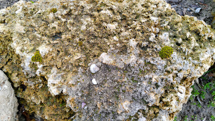 savage limestone