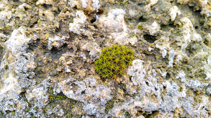 moss on rock