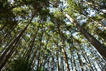 杉林を見上げたイメージ