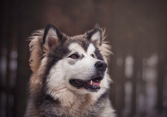 Portrait of Alaskan Malamute puppy in a dark forest. Friendly purebred dog with fluffy hair, brown eyes and cheerful look. Selective focus on the eyes, blurred background.