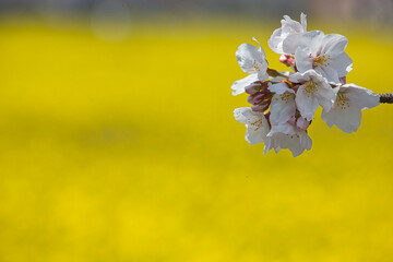 サクラの花と菜の花の背景