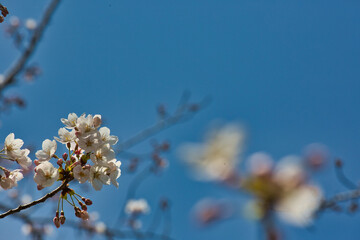 桜の花と青空の背景