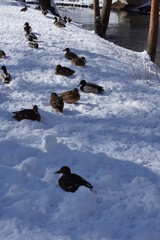 Olsztyn. Kaczki krzyżówki. Rzeka Łyna. Polska - Mazury - Warmia. © Rafa