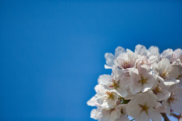桜の花と青空の背景