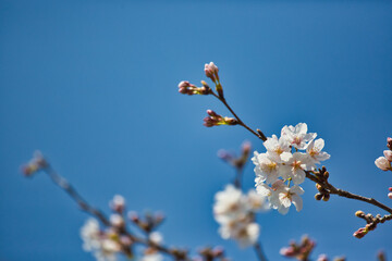 桜の花と青空の背景