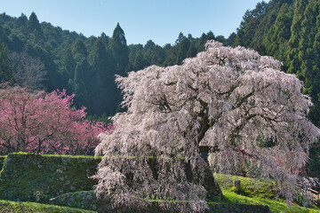 桜の木と風景
