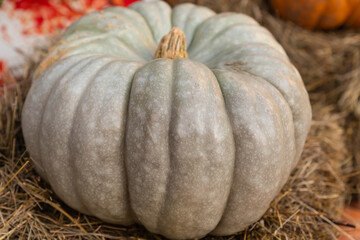 light green pumpkin stands on the hay closeup vintage autumn halloween symbol