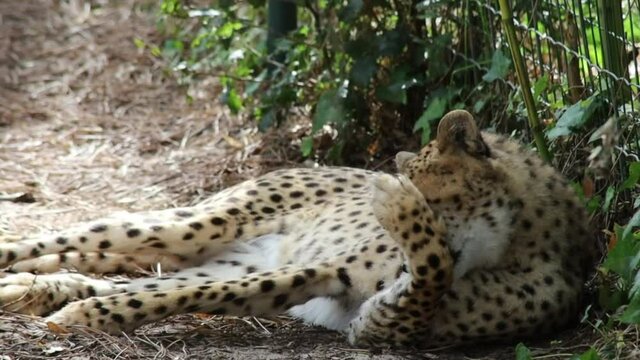 gu&eacute;pard	allong&eacute; dans un parc animalier